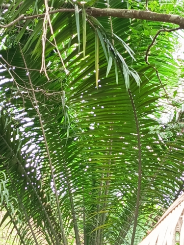 Caiaué (Dendezeiro da Amazônia)