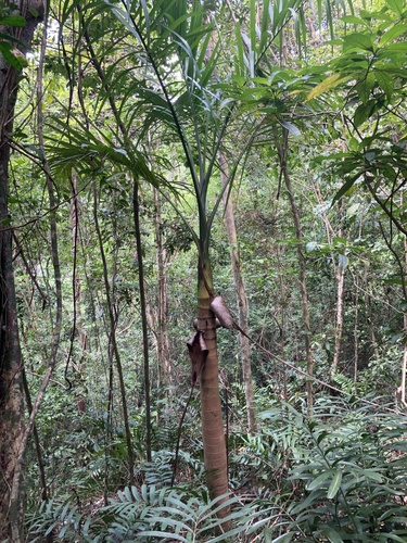 Palmeira Llume de Porto Rico