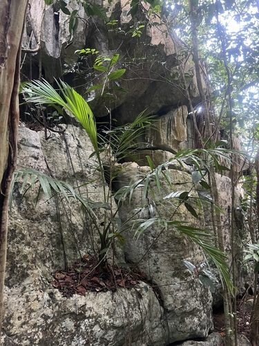 Palmeira Llume de Porto Rico