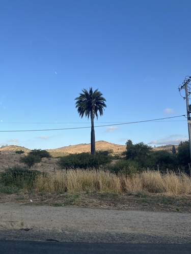 Palmeira do Chile (Coquito Gigante)