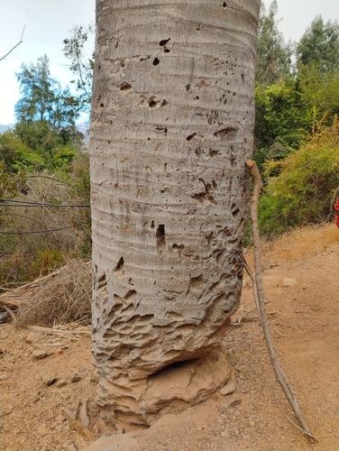 Palmeira do Chile (Coquito Gigante)