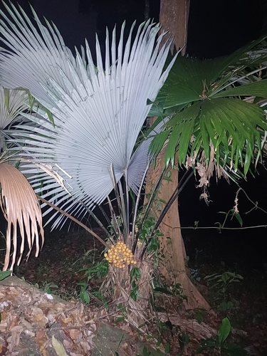 Palmeira Leque Elefante de Verso Branco