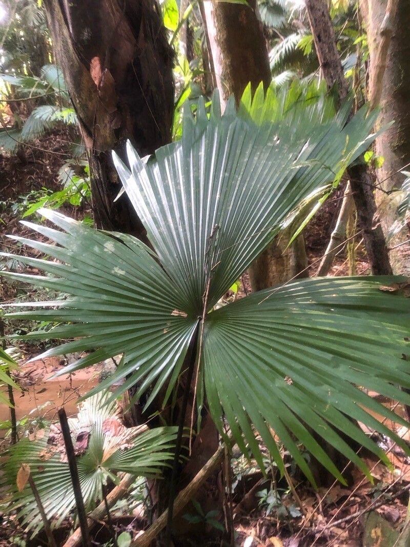 Palmeira Leque Elefante de Verso Branco