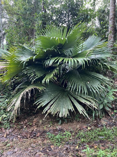 Palmeira Leque Elefante de Verso Branco