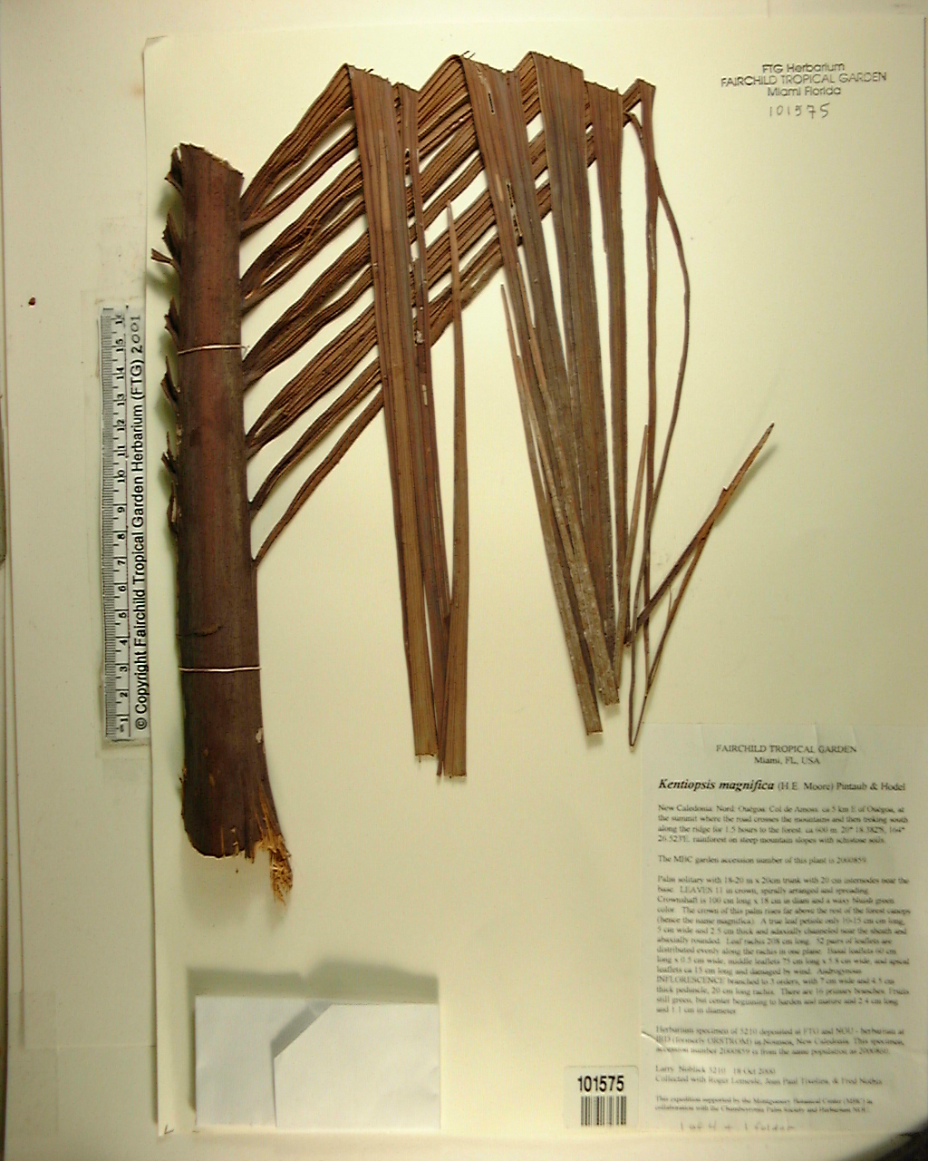 Palmeira Kentiopsis de Nova Caledônia