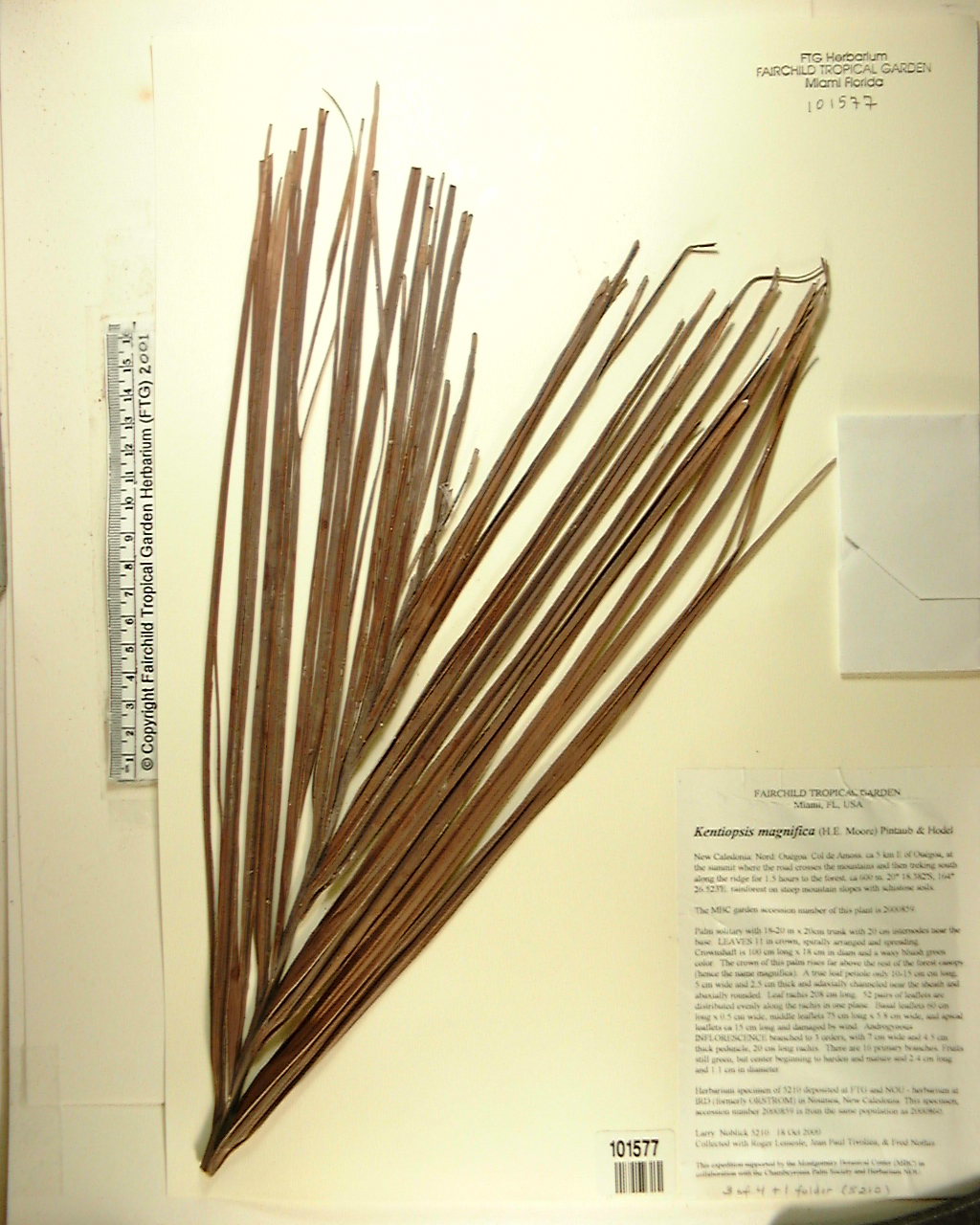 Palmeira Kentiopsis de Nova Caledônia
