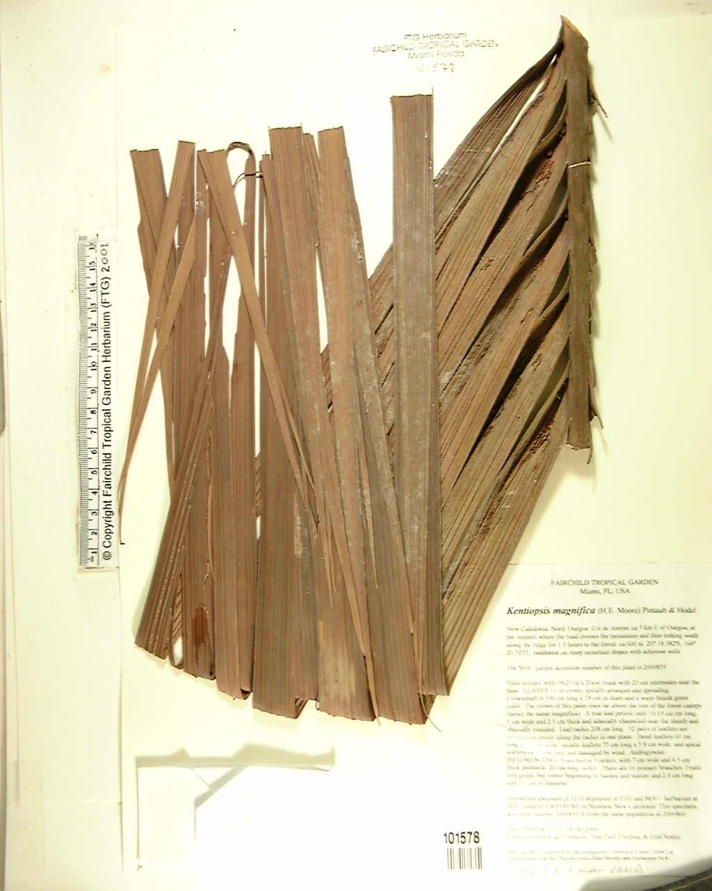 Palmeira Kentiopsis de Nova Caledônia