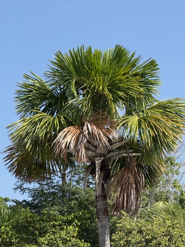 Palmeira Buriti de Vereda
