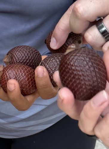 Palmeira Buriti de Vereda