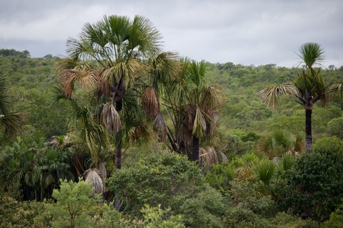 Palmeira Buriti de Vereda