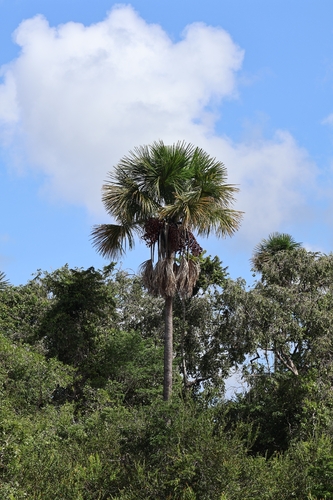 Palmeira Buriti de Vereda
