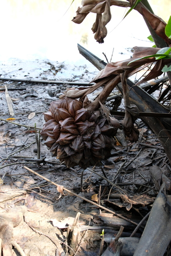 Palmeira Nipa de Manguezal
