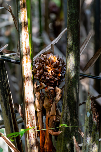 Palmeira Nipa de Manguezal
