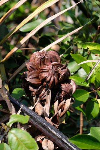 Palmeira Nipa de Manguezal