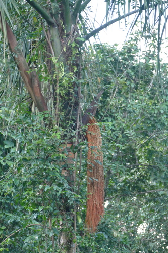 Palmeira Bacaba da Amazônia