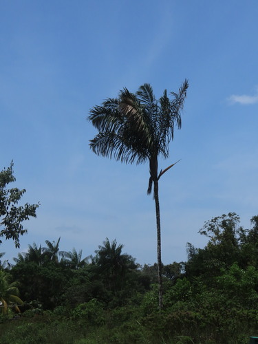 Palmeira Bacaba da Amazônia