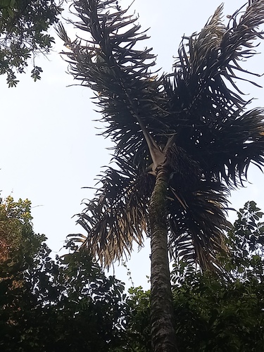 Palmeira Bacaba da Amazônia