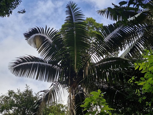 Palmeira Patauá (Açaí de Patauá)