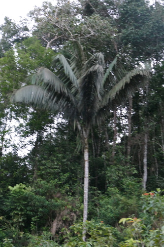 Palmeira Patauá (Açaí de Patauá)