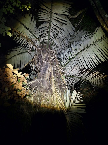 Palmeira Patauá (Açaí de Patauá)
