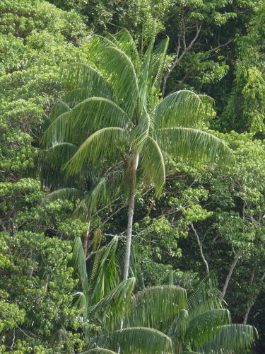 Palmeira Nibung Touceira de Espinhos