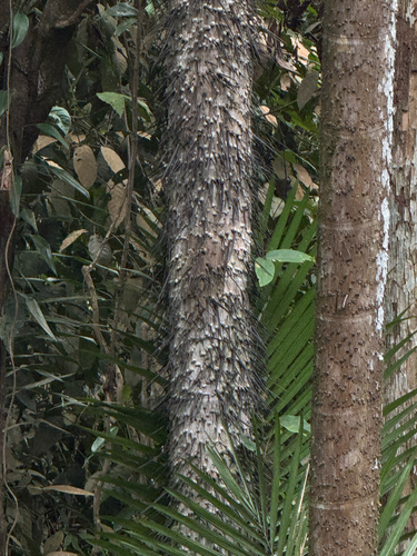 Palmeira Nibung Touceira de Espinhos