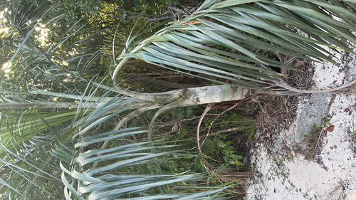 Palmeira de Bucaneiro de Vaso