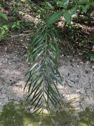 Palmeira de Bucaneiro de Vaso