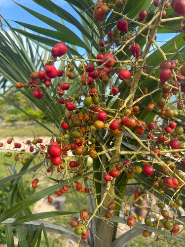 Palmeira de Bucaneiro de Vaso