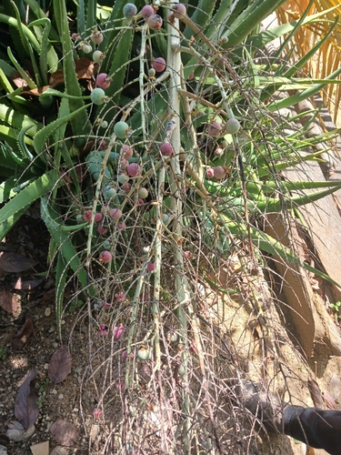 Palmeira de Vinho Dominicana