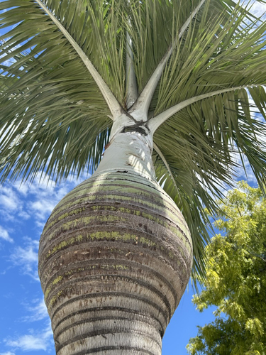 Palmeira de Vinho Dominicana