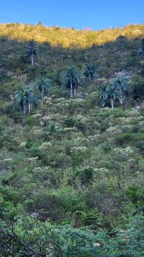 Palmeira de Vinho Dominicana