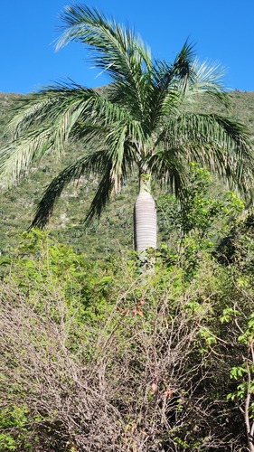 Palmeira de Vinho Dominicana