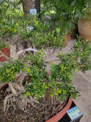 Buxinho de Bordadura Bodinieri