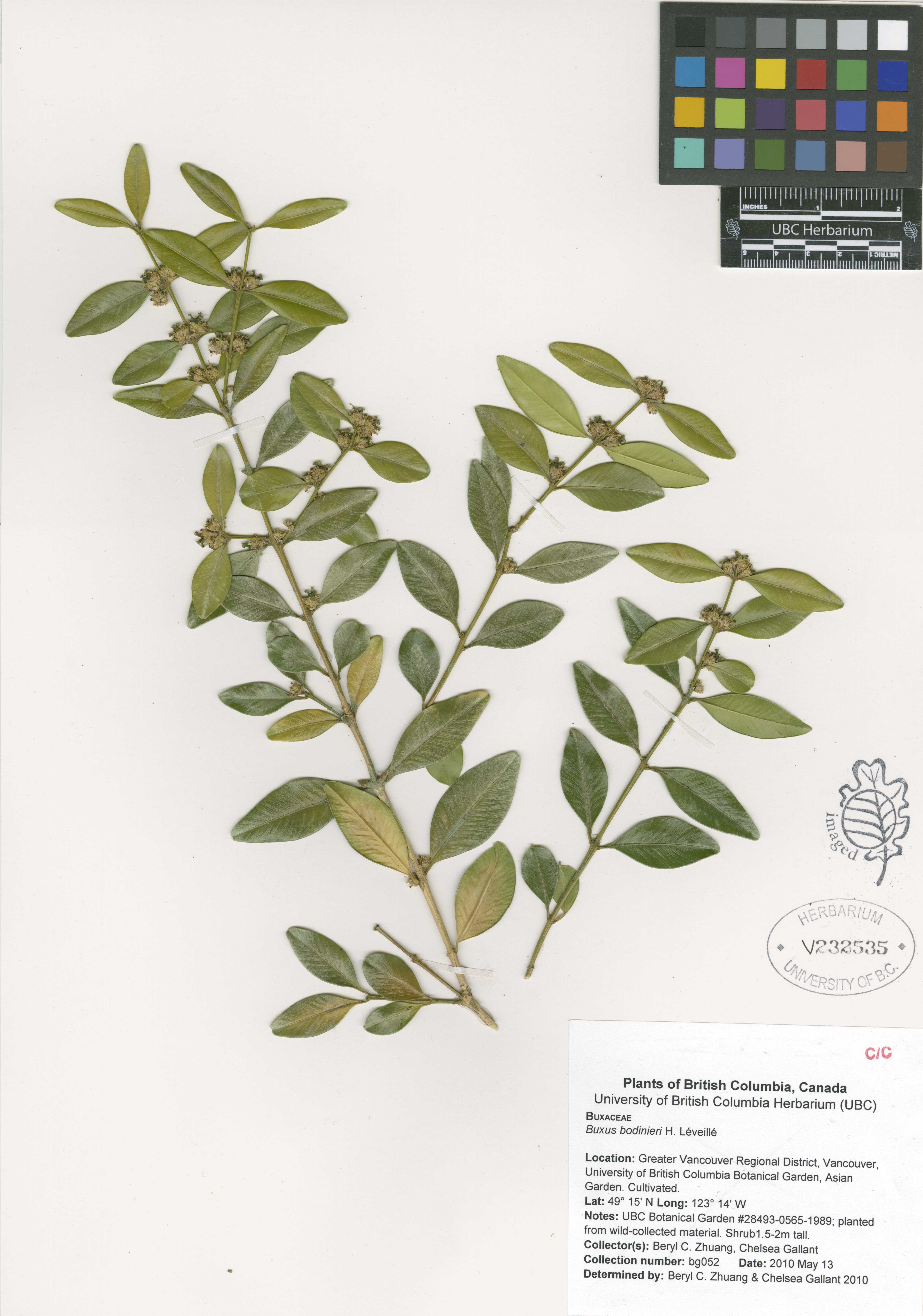 Buxinho de Bordadura Bodinieri