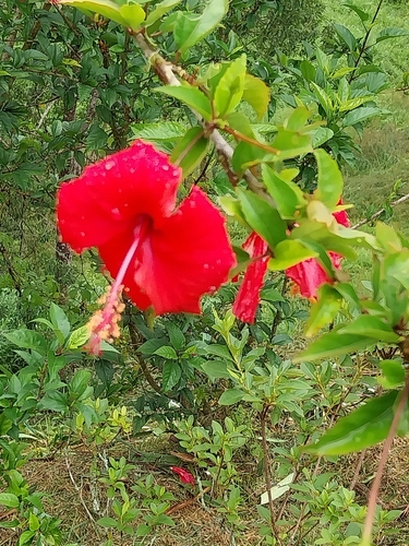 Hibisco Vermelho da China