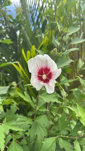 Mimo-de-vénus (Hibisco-da-síria)