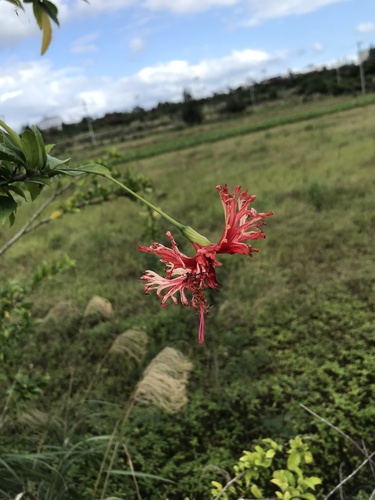 Hibisco-lanterna-japonesa