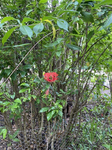 Hibisco-lanterna-japonesa