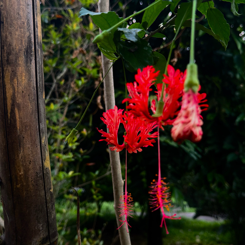 Hibisco-lanterna-japonesa