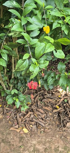 Hibisco-lanterna-japonesa