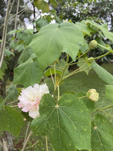Hibisco Mutável (Amor-dos-homens)