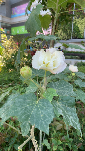 Hibisco Mutável (Amor-dos-homens)