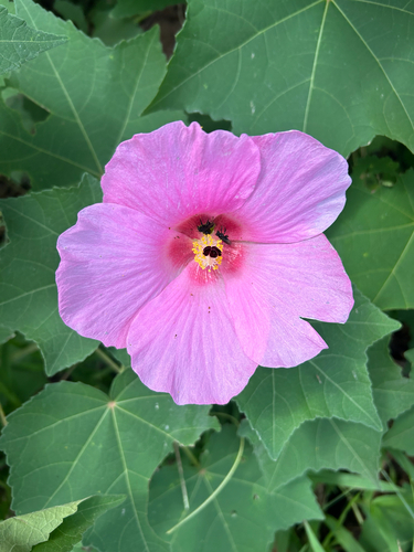 Hibisco Mutável (Amor-dos-homens)