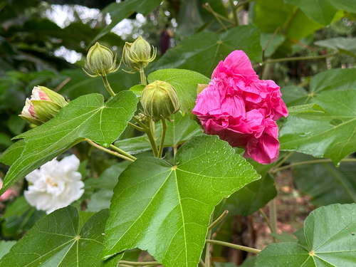 Hibisco Mutável (Amor-dos-homens)