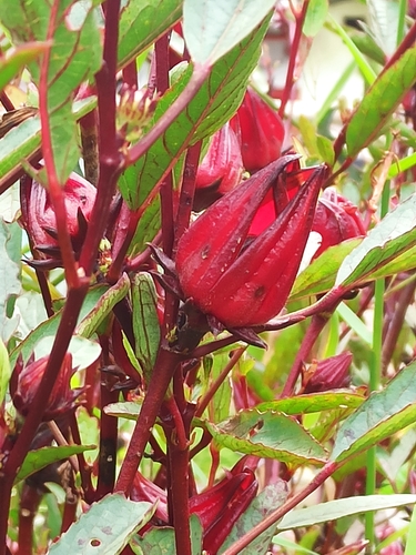 Vinagreira (Groselha / Hibisco de Chá)