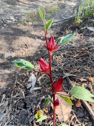 Vinagreira (Groselha / Hibisco de Chá)