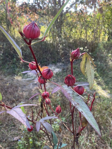 Vinagreira (Groselha / Hibisco de Chá)