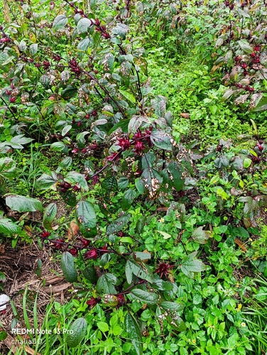 Vinagreira (Groselha / Hibisco de Chá)
