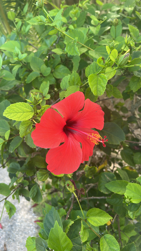Hibisco Amarelo Dobrado